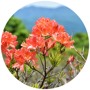 車山高原で見られる花