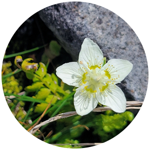 車山高原で見られる花